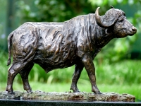 Buffalo Bull