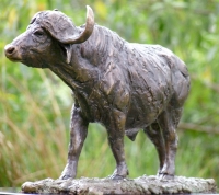 Buffalo Bull