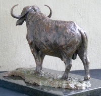 Buffalo Bull