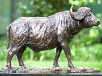 Buffalo Bull