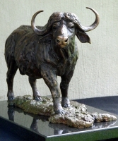 Buffalo Bull