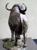 Buffalo Bull