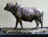 Buffalo Bull