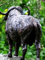 Buffalo Bull