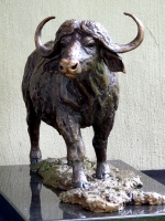 Buffalo Bull