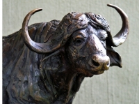 Buffalo Bull