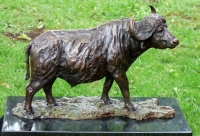 Buffalo Bull