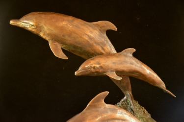 Dolphin Family