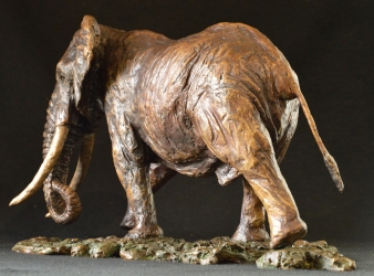 Elzuwini - Elephant Bull