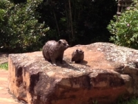 Family of Dassies