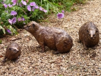 Family of Dassies