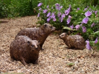 Family of Dassies