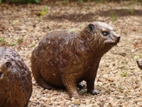 Family of Dassies