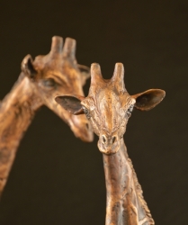 Giraffe Love