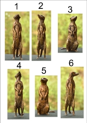 Meerkat small x6 - sold separatel