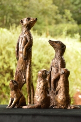 Baby meerkats