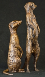 Neighbourhood Couple - meerkats