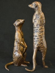 Neighbourhood Couple - meerkats