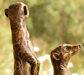 Neighbourhood Couple - meerkats