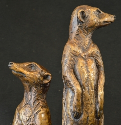 Neighbourhood Couple - meerkats