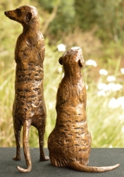 Neighbourhood Couple - meerkats