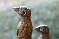 Neighbourhood Watch - Meerkats