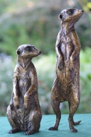 Neighbourhood Watch - Meerkats