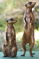 Neighbourhood Watch - Meerkats