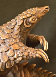 Pangolin