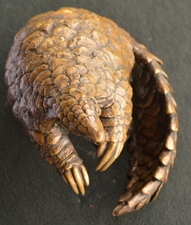 Pangolin