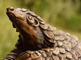 Pangolin