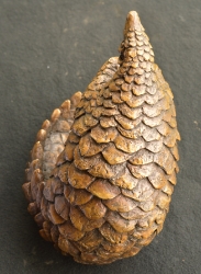 Pangolin