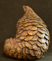 Pangolin