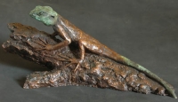 Southern Tree Agama