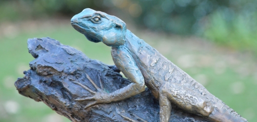 Southern tree agama