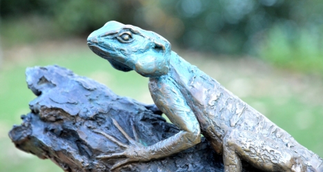 Southern tree agama