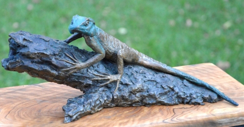 Southern tree agama