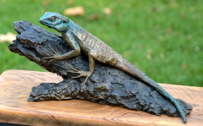 Southern tree agama