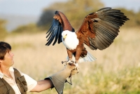 African Fish Eagle