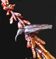 Amethyst sunbird on Erythrina humeana flower
