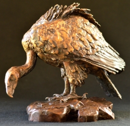 Cape Vullture - maquette