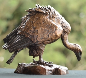 Cape Vullture - maquette