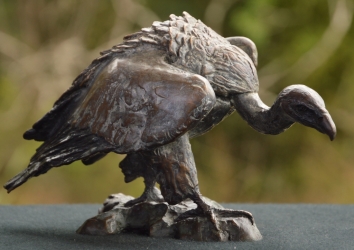 Cape Vulture - Mini