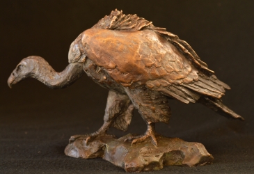 Cape Vulture - Mini