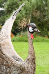 Dance - Crowned crane pair - life-sized