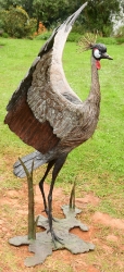 Dance - Crowned crane pair - life-sized