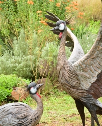 Dance - Crowned crane pair - life-sized