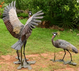 Dance - Crowned crane pair - life-sized