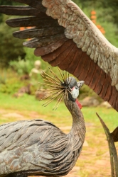 Dance - Crowned crane pair - life-sized