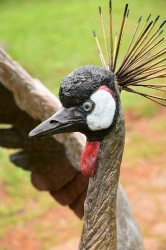 Dance - Crowned crane pair - life-sized